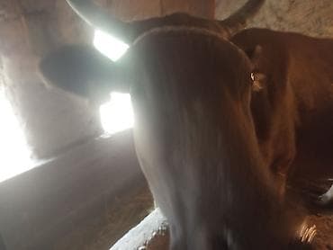 собака сучка: Продаю | Корова (самка) | Для молока — 4