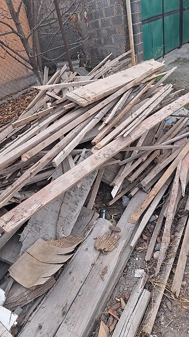 Тактайлар: Ийне жалбырак — 2