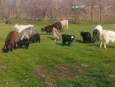 Продам с/х животных: Продаю | Коза (самка) | Для разведения — 3