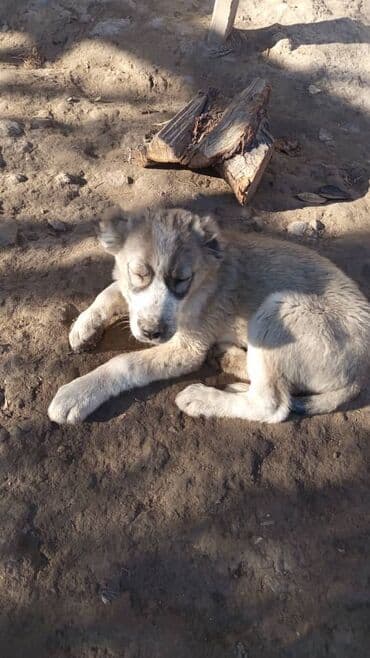 домик собаки: Алабай эркек — 1