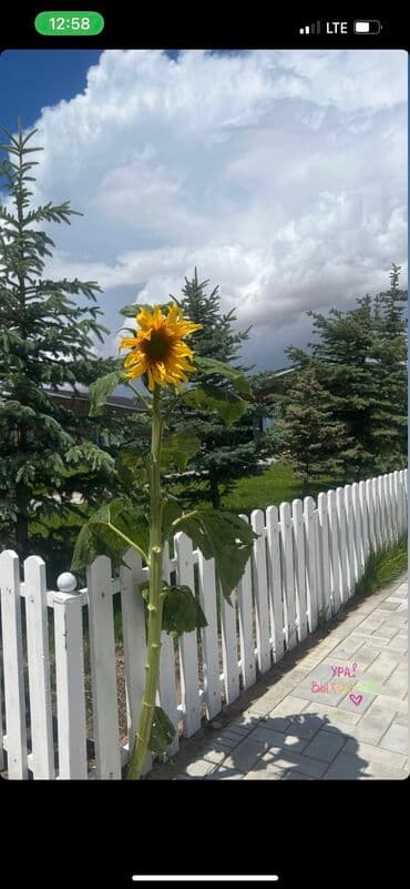 дом одых: Коттедж, palm beach vip ЦО Palm Beach, Чок-Тал, Детская площадка, Парковка, стоянка, Охраняемая территория — 13