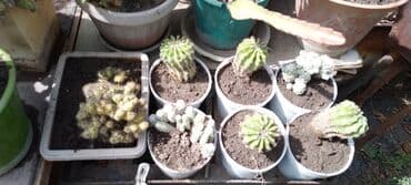мантышницы бишкек: Продам кактусы — 5