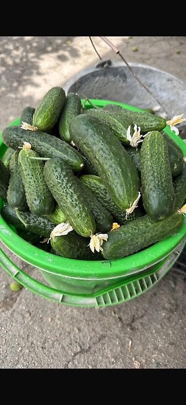 продаю кукуруз: Огурцы В розницу — 1