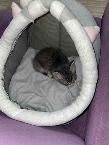 1 месяц, мальчик отдам в хорошие руки, самовывоз — 4
