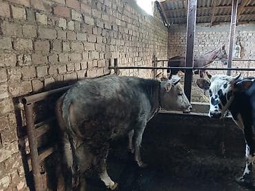 голуби животное: Продаю | Бык (самец) | На откорм | Привязанные — 1