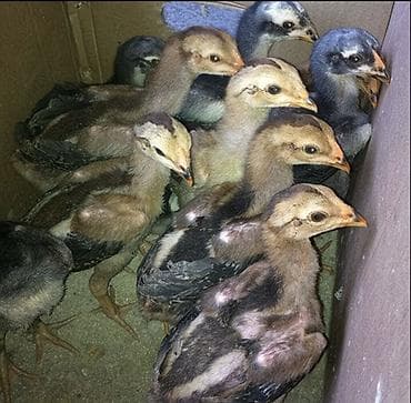 продам курей: Продаю | Петух | Бойцовая | Для разведения — 7