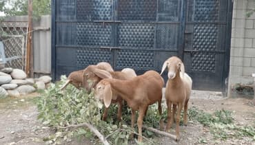 дом кролика: Продаю | Овца (самка) | Для разведения — 2