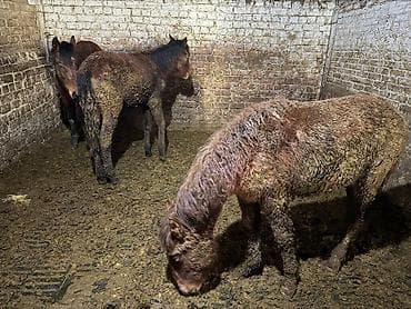 Продаю | Жеребенок | Для разведения at lalafo.kg Продаю | Жеребенок | Для разведения