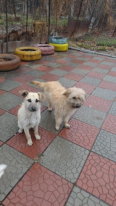 голубая вислоухая кошка: 7 месяцев, Самец — 4