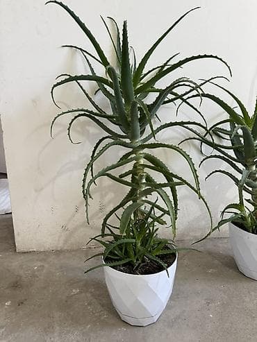 алоэ: Алоэ (суккулент) в горшке - Вид: алоэ с длинными мечевидными листьями — 5