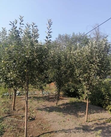 ремонт танометров: Срочно продаю 4-х комнатный дом + санузел, площадью 102 кв.м. в г — 8