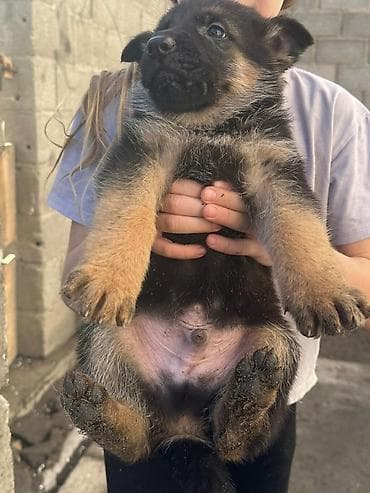 голиштин уйлар: Щенки немецкой овчарки Цена договорная - На фото — помёт щенков от — 4