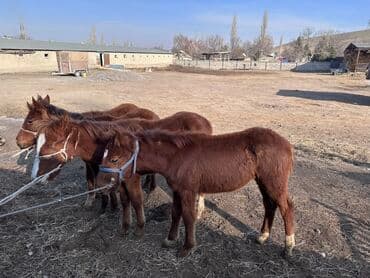 племенные коровы молочные купить: Продаю | Жеребенок | Для разведения — 3