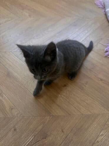 кошачий наполнитель: Беспородная, 3 месяца, Девочка, Серый, Метис — 4