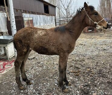 сколько стоит кролик: Продаю | Жеребенок | Для разведения | Племенные — 3