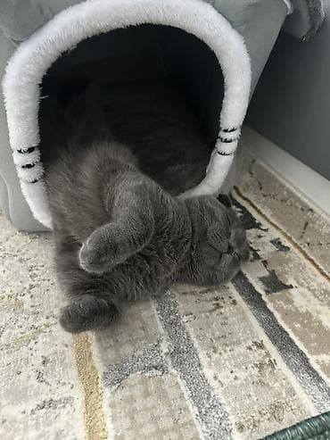 купить кошки: Продаётся очень красивый вислоухий котик (шотландская порода) 🐾 С — 1