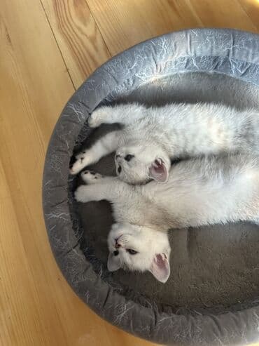 точилка для когтей собак: Шотландские прямоухие котята — 1