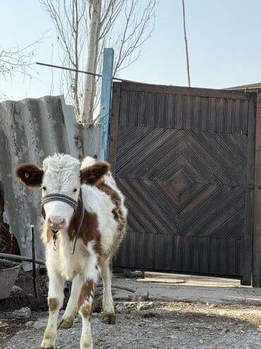 сколько стоит корова дойная: Продаю | Музоо, торпок | Полукровка | На откорм | Привязанные — 6