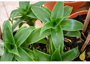 купить рассаду помидор в бишкеке: Золотой ус качество👍 — 1