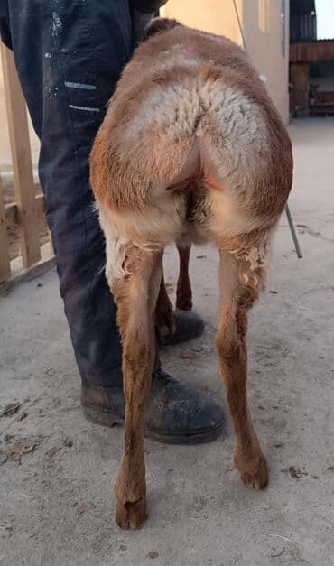 купить собаку шпица недорого: Продаю | Овца (самка), Ягненок | Арашан | Для разведения — 4