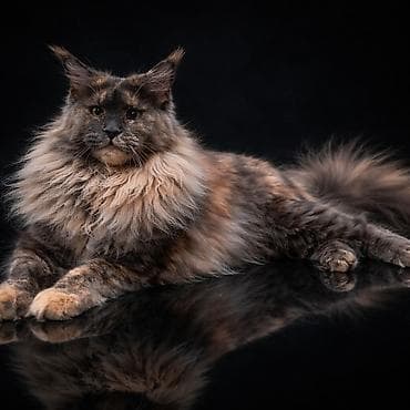 Мейн-кун, 1 год, Девочка, Черепаховый