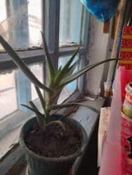 сколько стоят гипсофилы: Продаю алое 300 с и денежное по 50 с за каждый.Пишите на ватцап — 3