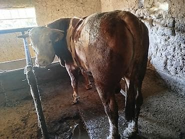 питбуль самец: Продаю | Бык (самец) | Для разведения | Привязанные — 3