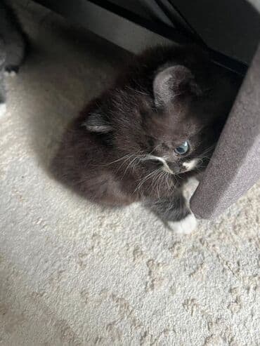 британская короткошерстная кошка: Котята-«носочки» черно-белого окраса (мини-«смокинги») - Пушистые — 1