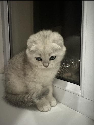 купить котенка шиншилла: Скотиш Фолд (Шотландская вислоухая), 1 месяц, Мальчик, Серебристая шиншилла, Приучена к лотку — 1