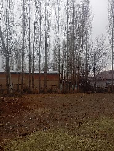 эмерек бу: Продажа тополей (ряды взрослых деревьев на участке). - Порода: тополь — 2