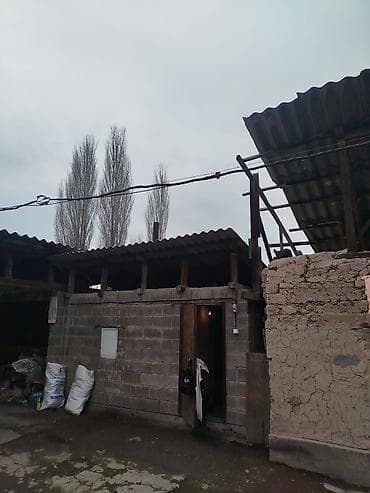 жаны уйлор: Продается дом в г. Кара балта 17,5 соток. Мы посадили осенью новый — 7