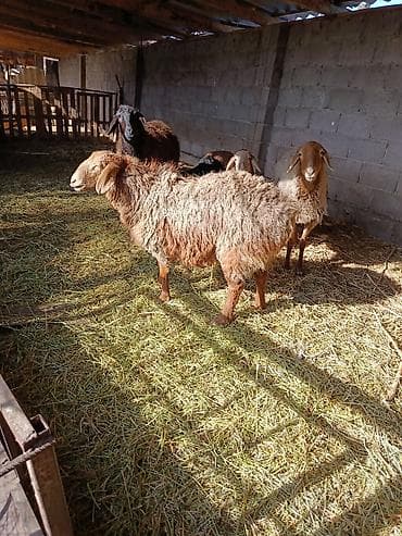 авган бараны: Продаю | Овца (самка) | Для разведения — 10