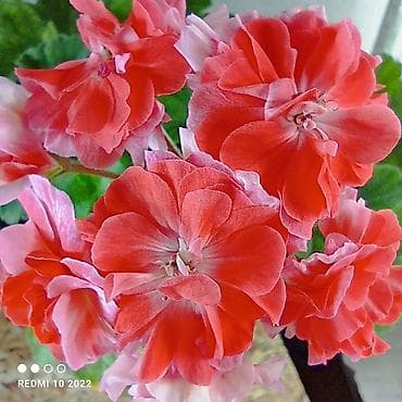 цветы канны: Пеларгония зональная махровая «Анна Каренина» (королевская розебудная — 6