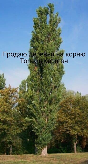 цветы цены бишкек: Дрова Самовывоз — 2