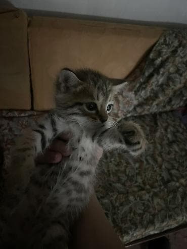 котята: Котята, домашние, ручные. - Окрас: один чёрно-белый (с «носочками» и — 2