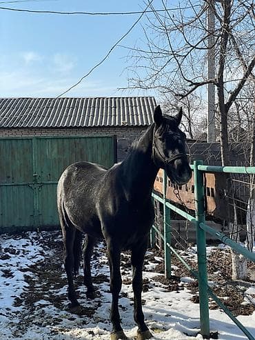 породистый теленок: Продаю | Жеребец | Конный спорт | Племенные — 8