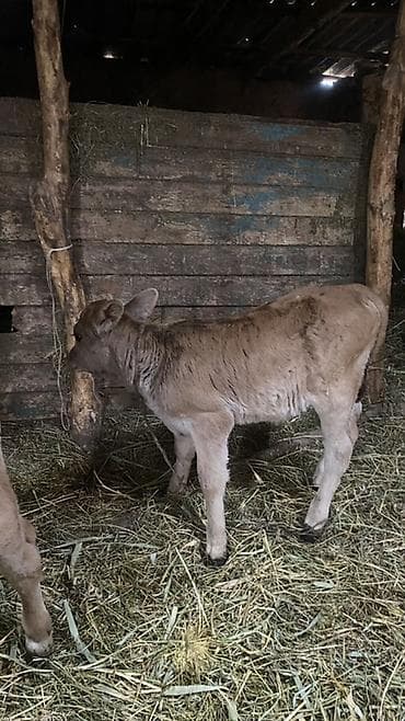 улуу тоо: Сатам | Музоо | Асыл тукумдуу — 4