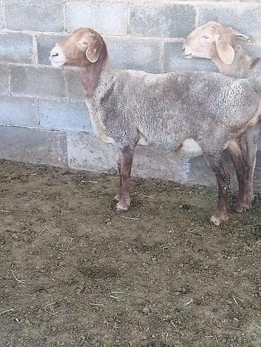 булдок сабака: Продаю | Овца (самка) | Для разведения | Матка — 3