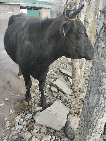 я ищу корова: Продаю | Корова (самка) | Для молока | Привязанные — 6