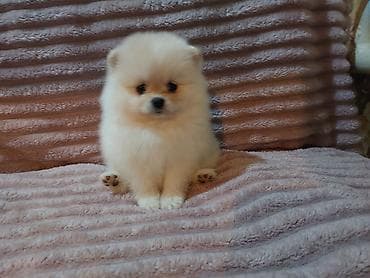 игрушка собака: Шпиц, 2 месяца, Самка, С прививкой — 3