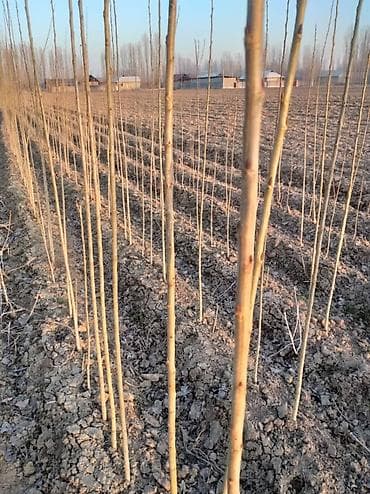 Ассаломалейкум Терек кочот бар 2 жылдык алам дегендер болсо адрес at lalafo.kg Ассаломалейкум Терек кочот бар 2 жылдык алам дегендер болсо адрес