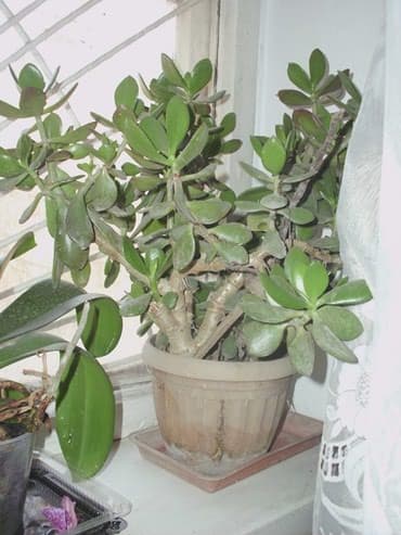 Продаю комнатные расстения,кактусы.фикус.денежное дерево,королевская