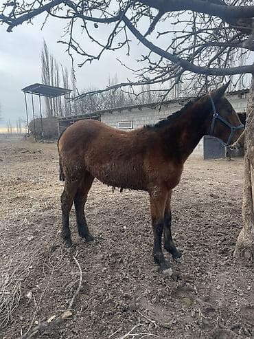 охот собака: Продаю | Жеребенок | Полукровка, Кара Жорго | Конный спорт — 4