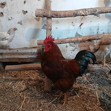 куры несущки: Продаю | Петух | Для разведения — 2
