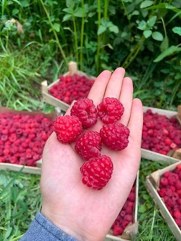 Продукты питания: Малина В розницу, Оптом, Платная доставка, Самовывоз — 1