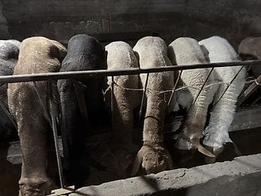 живой вес: Продаю | Баран (самец) | Гиссарская | На забой, Для разведения — 5