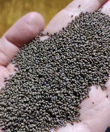 Кара беде урук 7 жылдык сорт Багира at lalafo.kg Кара беде урук 7 жылдык сорт Багира