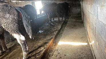 дакан китаец: Продаю | Жеребенок | Для разведения | Племенные — 3