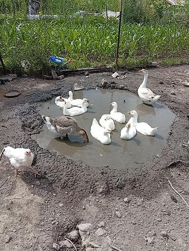 Домашняя водоплавающая птица — утки и гуси для подворья. - Породы