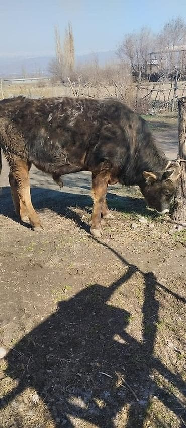 Продаю | Бык (самец) | Швицкая | На откорм, На забой